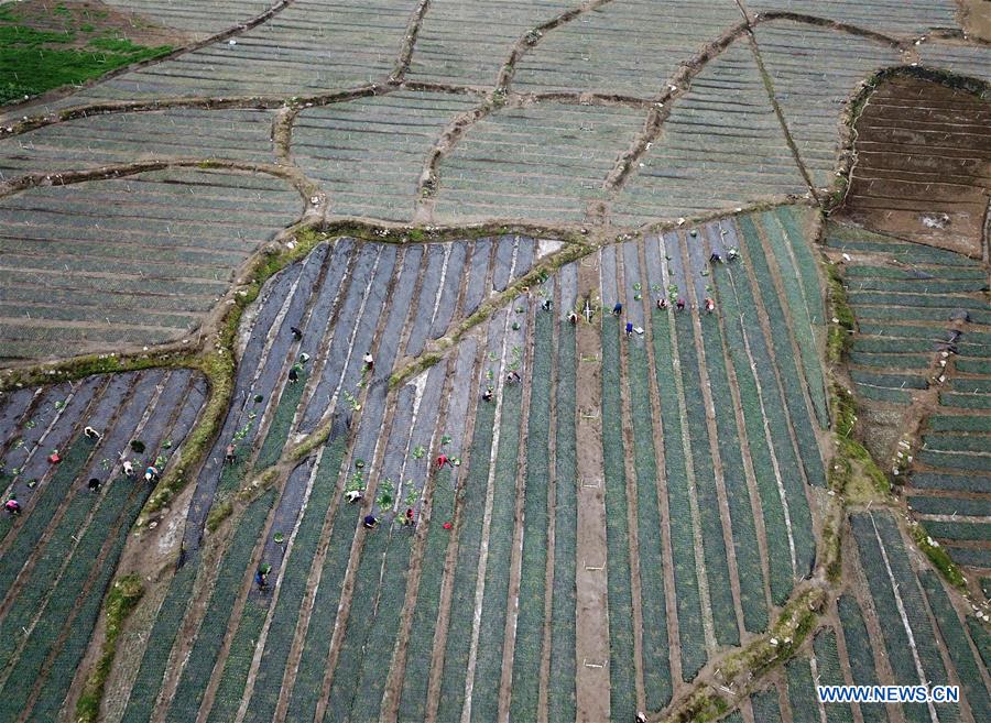 CHINA-JINGZHE-FARM WORK (CN)