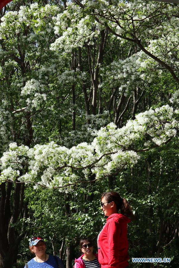 CHINA-SHANDONG-JINAN-FLOWERS (CN)