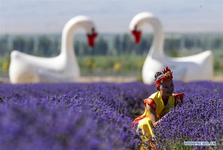 CHINA-XINJIANG-LAVENDER (CN)