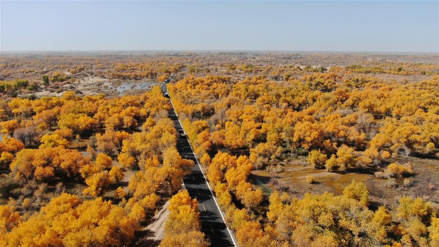 CHINA-INNER MONGOLIA-POPULUS EUPHRATICA-SCENERY (CN)