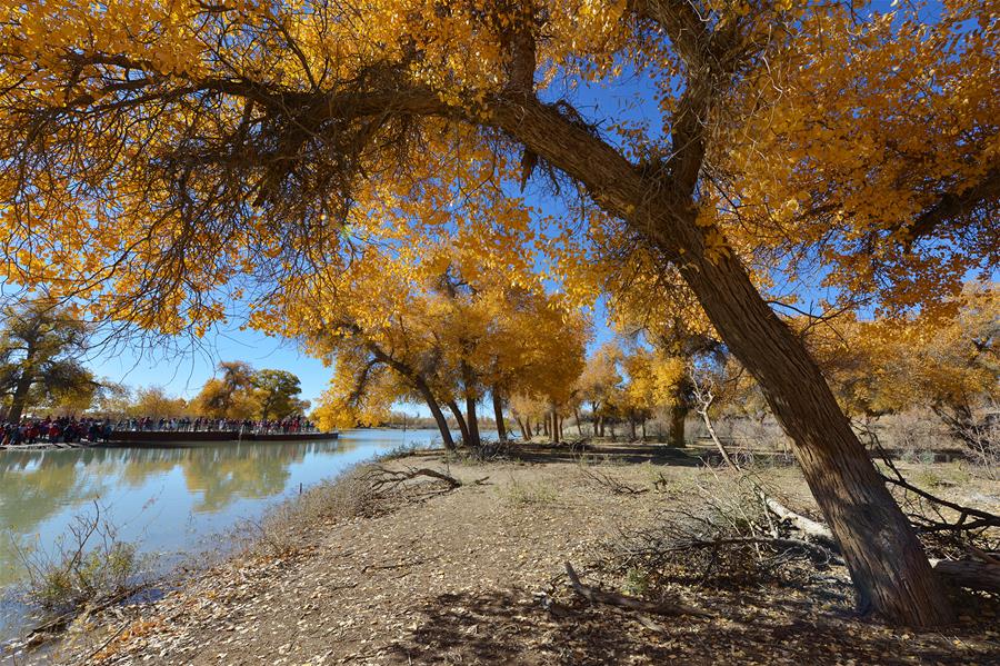 CHINA-INNER MONGOLIA-POPULUS EUPHRATICA-SCENERY (CN)