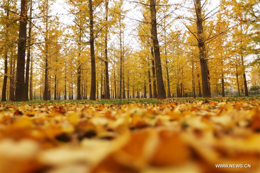 #CHINA-SHANDONG-GINKGO TREES (CN)