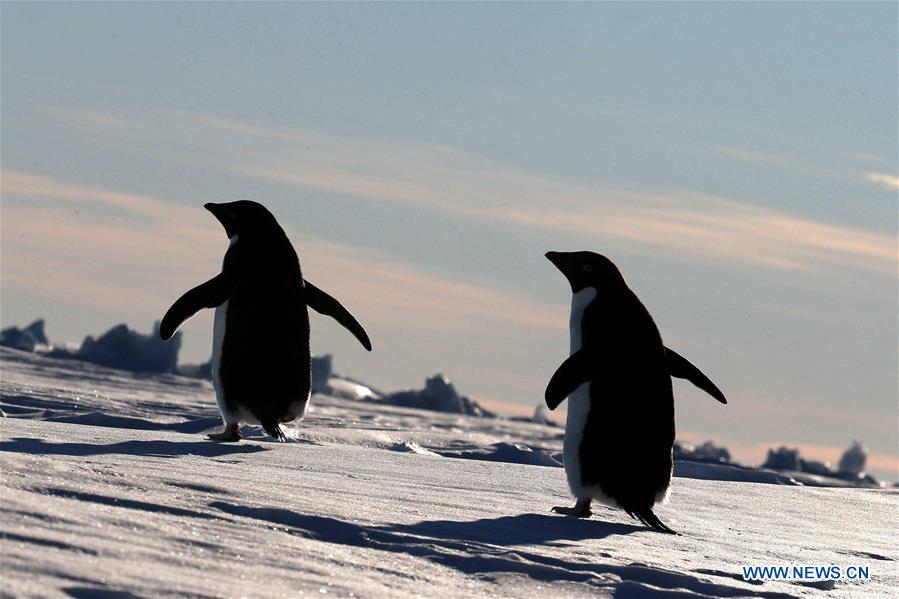 ANTARCTICA-XUELONG-ZHONGSHAN STATION-PENGUINS