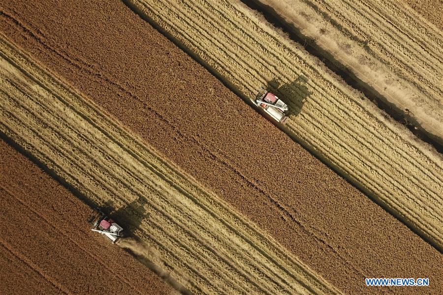 #CHINA-JIANGSU-AGRICULTURE-HARVEST (CN)