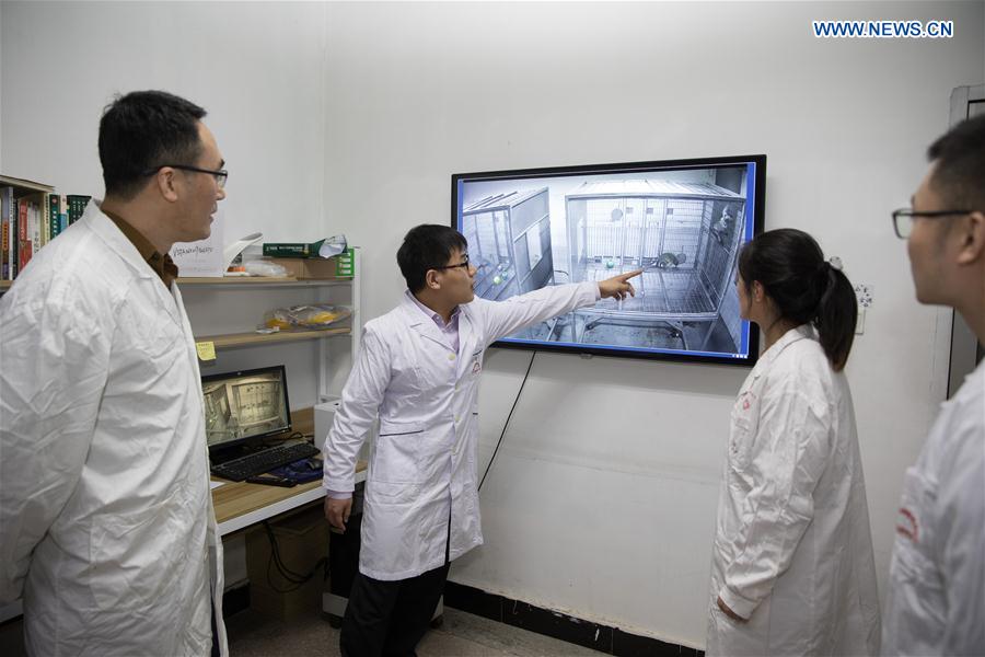 CHINA-SHANGHAI-GENE-EDITED MONKEYS (CN)