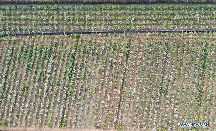 CHINA-HENAN-PEAR TREE-BLOOMING (CN)