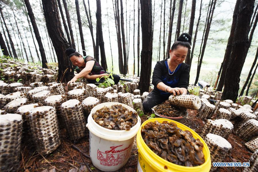 CHINA-GUIZHOU-JIANHE-AGRICULTURE-EDIBLE FUNGI (CN)