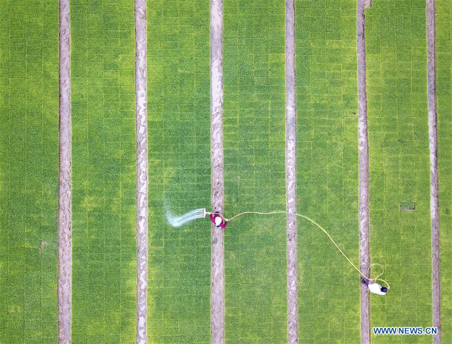 CHINA-ANHUI-QUANJIAO-AGRICULTURE (CN)