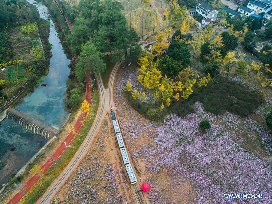 CHINA-ZHEJIANG-CHANGXING-GINKGO-SCENERY (CN)