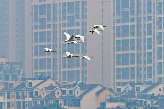 江西經(jīng)濟轉(zhuǎn)型求變：注入生態(tài)、創(chuàng)新、智能多重因子