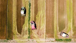 夏糧，穩(wěn)！