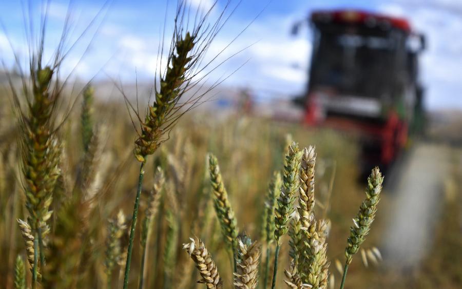 豐收的喜悅！看，各地秋收忙