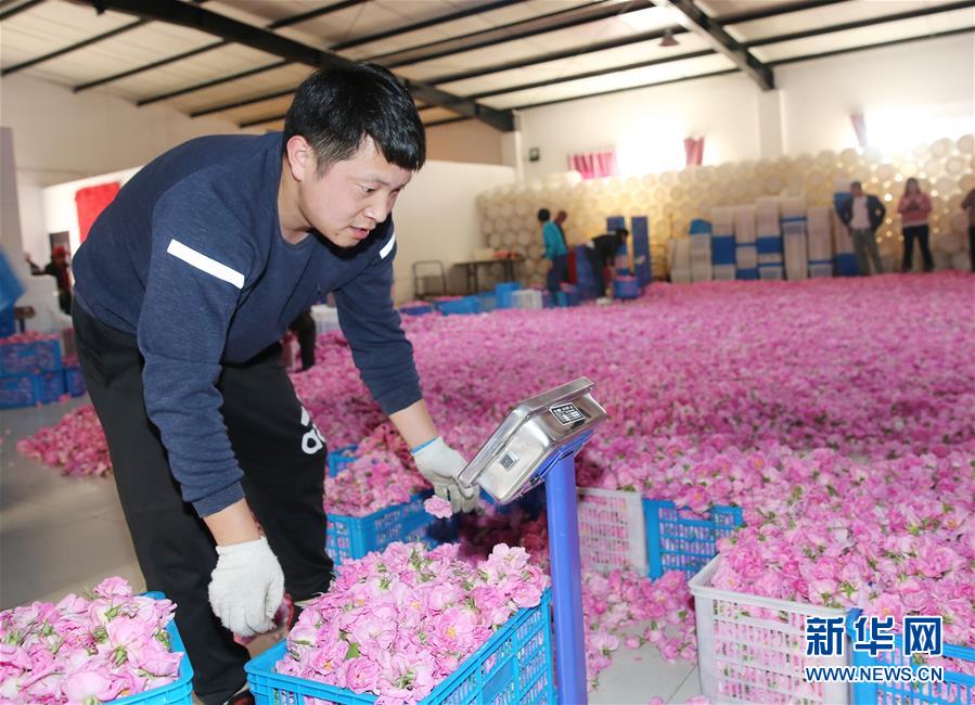 #（經(jīng)濟）（2）江蘇海安：玫瑰花鋪就農(nóng)民致富&ldquo;芬芳之路&rdquo;
