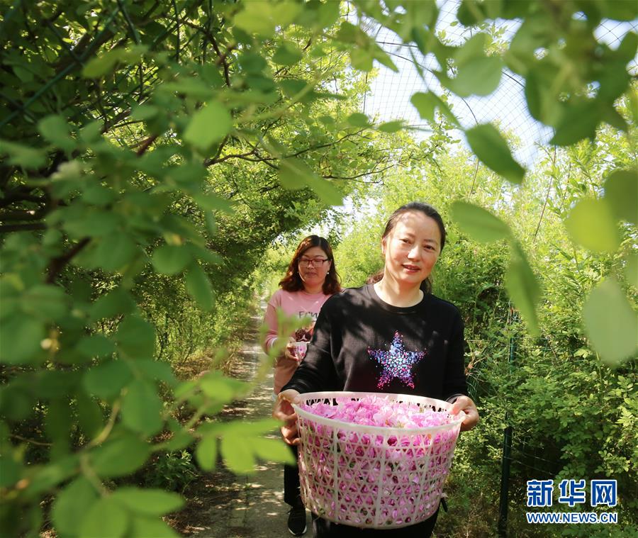 #（經(jīng)濟(jì)）（5）江蘇海安：玫瑰花鋪就農(nóng)民致富&ldquo;芬芳之路&rdquo;