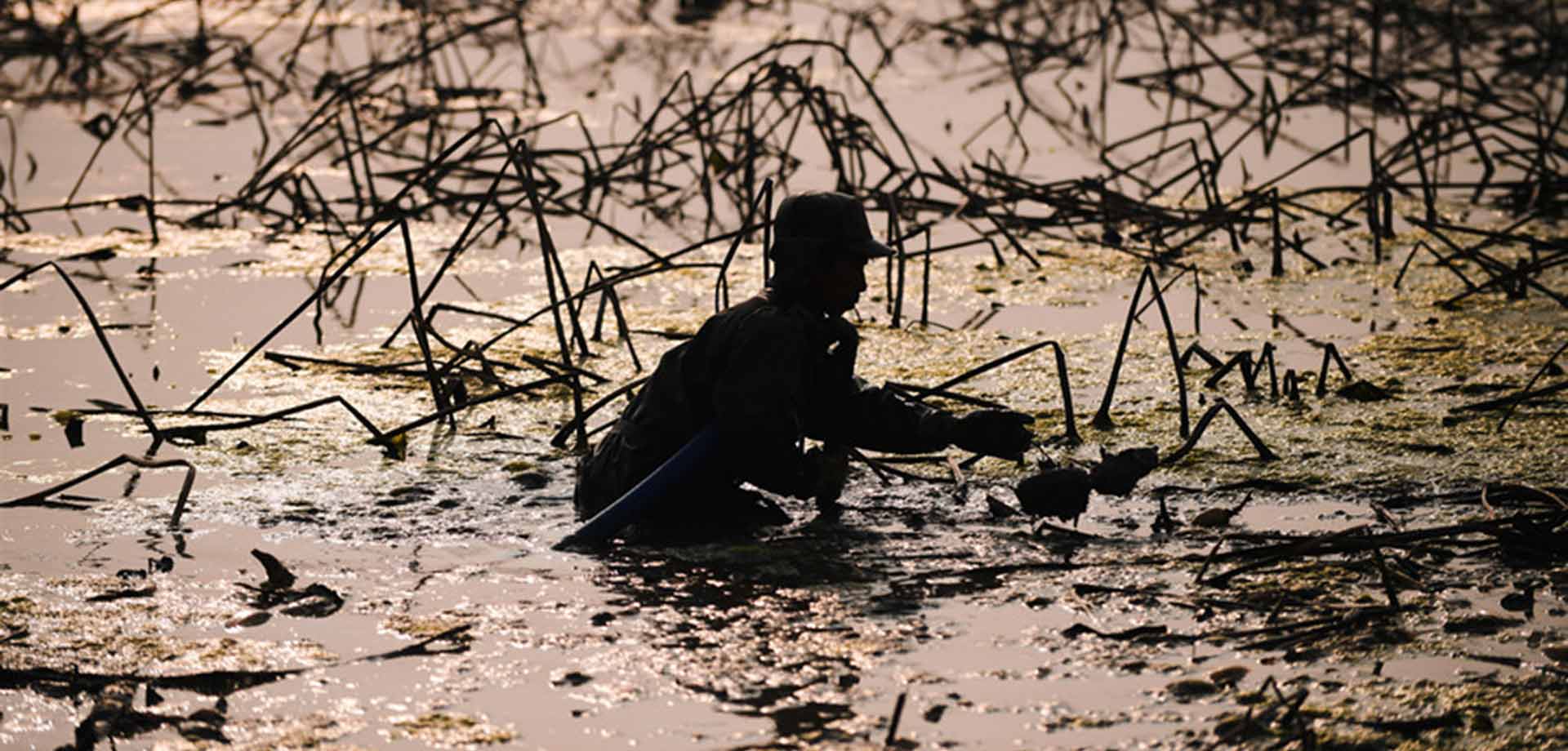 【顯影中國(guó)】快樂(lè)挖藕人 泥里淘&ldquo;金&rdquo;忙