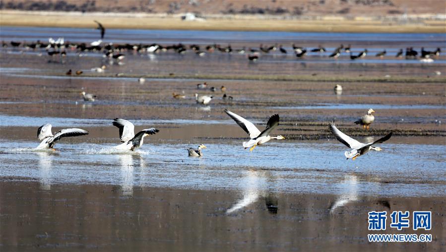 #（環(huán)境）（1）云南迪慶：冬季觀(guān)鳥(niǎo)引客來(lái)