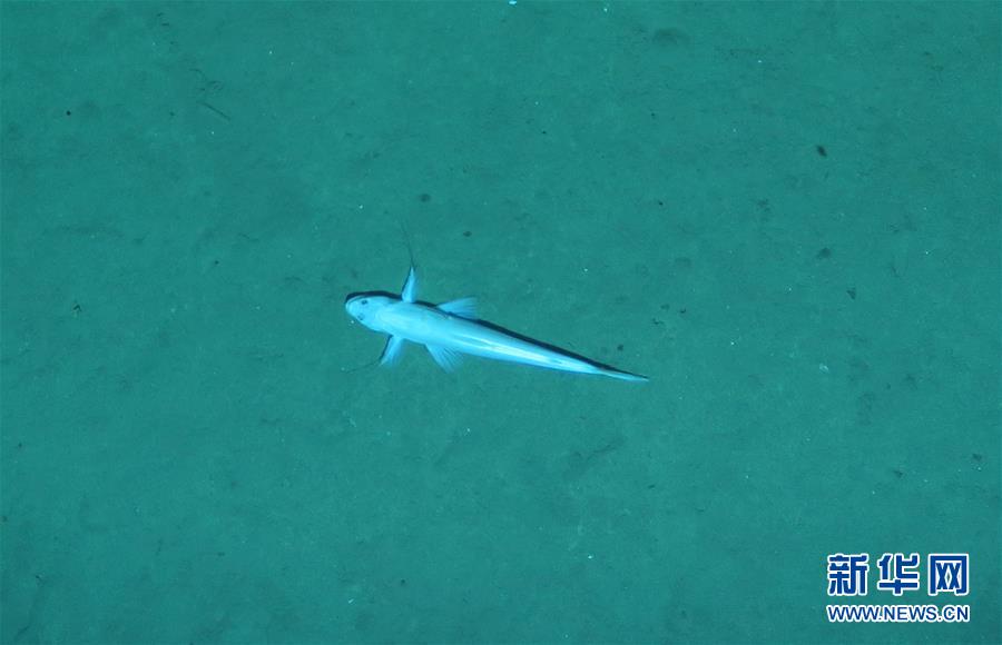 （社會(huì)）（1）&ldquo;潛龍三號&rdquo;&ldquo;曝光&rdquo;深海生物
