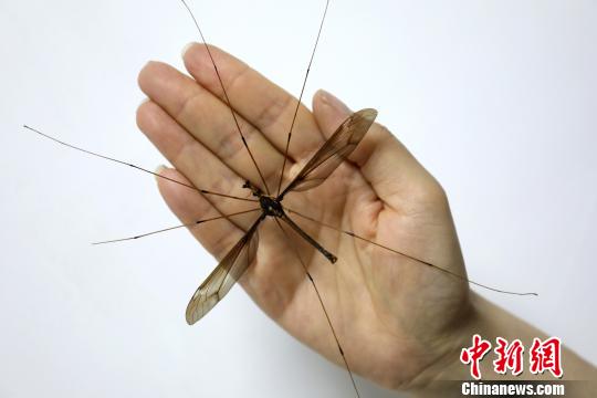 成都發(fā)現(xiàn)翅展達(dá)11.15厘米的巨型蚊子個(gè)體(組圖)