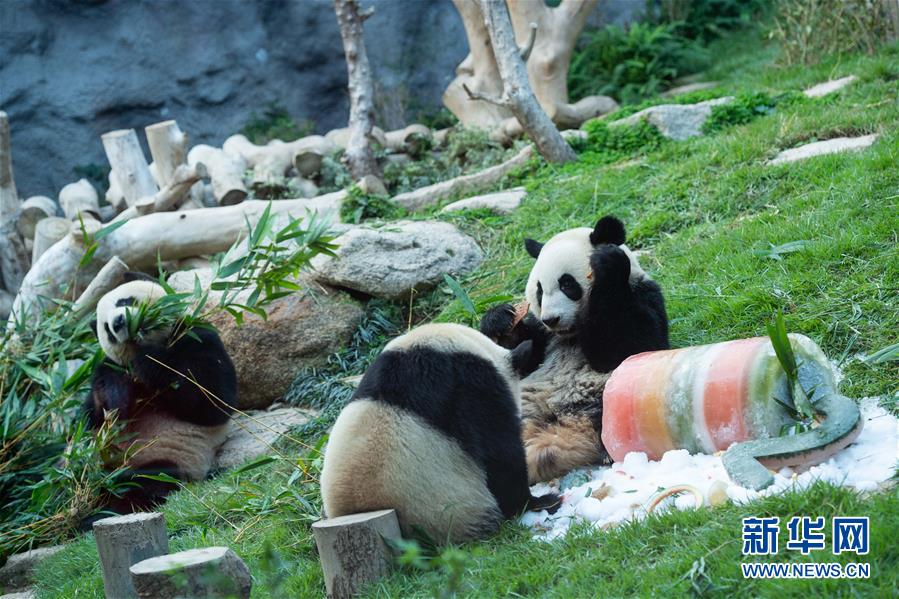 （社會(huì)）（5）澳門大熊貓&ldquo;健健&rdquo;&ldquo;康康&rdquo;迎來(lái)2周歲生日