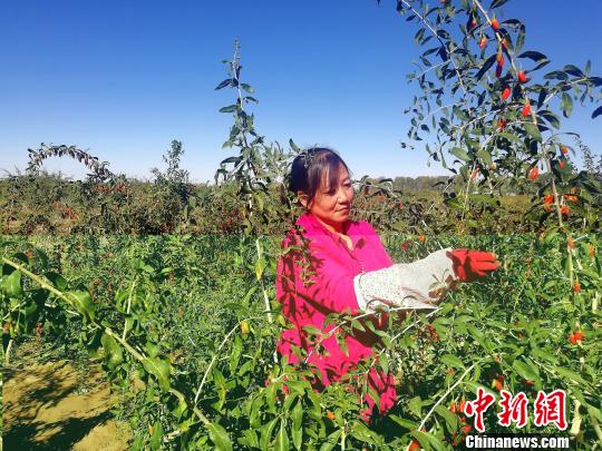 青海柴達(dá)木盆地枸杞采摘能手:不到70天掙了1萬塊