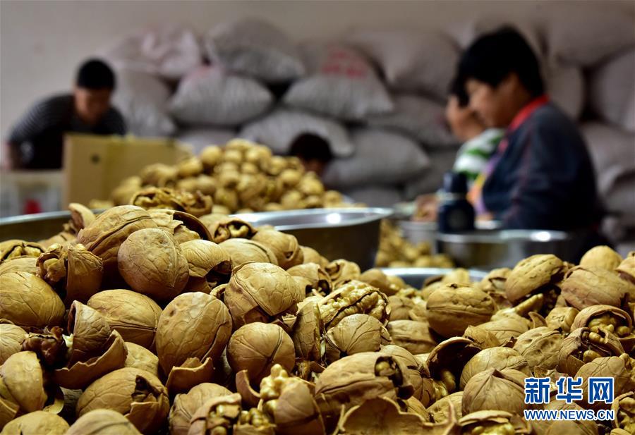 (在習近平新時代中國特色社會主義思想指引下——新時代新作為新篇章·鄉(xiāng)村振興戰(zhàn)略·圖文互動)(3)“小山貨”成為“黃金果”——河北涉縣山核桃“抱團發(fā)展”贏市場