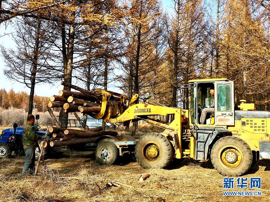 （新華全媒頭條&middot;圖文互動）（7）那一抹綠色，走進越來越多人心里&mdash;&mdash;河北塞罕壩續(xù)寫新時代綠色傳奇