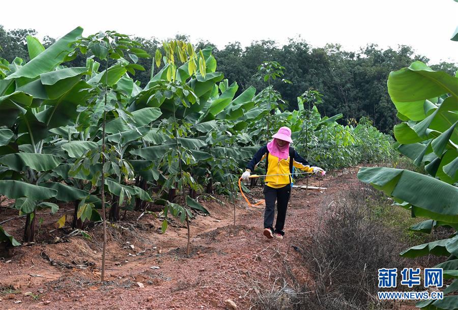 (百城百縣百企調(diào)研行·圖文互動(dòng))(6)海南農(nóng)墾:農(nóng)業(yè)“國家隊(duì)”打贏改革“翻身仗”