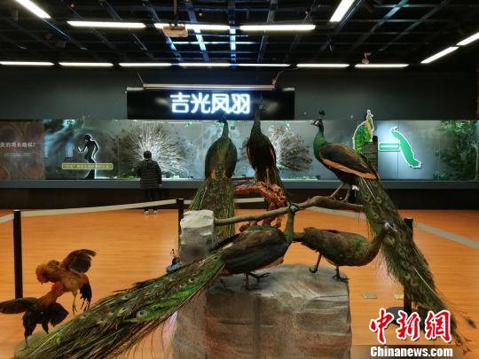 先有雞還是先有蛋？這個(gè)科普展覽有點(diǎn)&ldquo;不一般&rdquo;