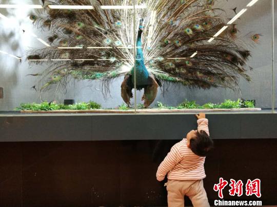 圖為展覽現(xiàn)場(chǎng)?！『h(yuǎn)航 攝