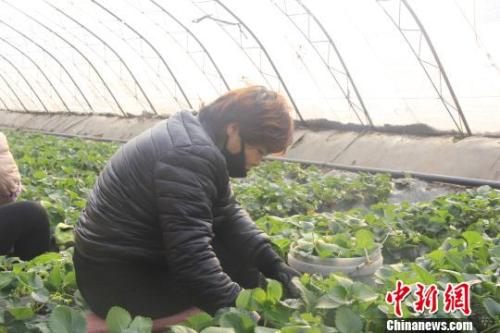 正值隆冬時(shí)節(jié)，山西省長(zhǎng)治市長(zhǎng)子縣天寒地凍，最低氣溫已有零下十幾度，當(dāng)?shù)氐氖卟舜笈飪?nèi)卻&ldquo;春意盎然&rdquo;、生機(jī)勃勃?！⊥蹙S寧 攝