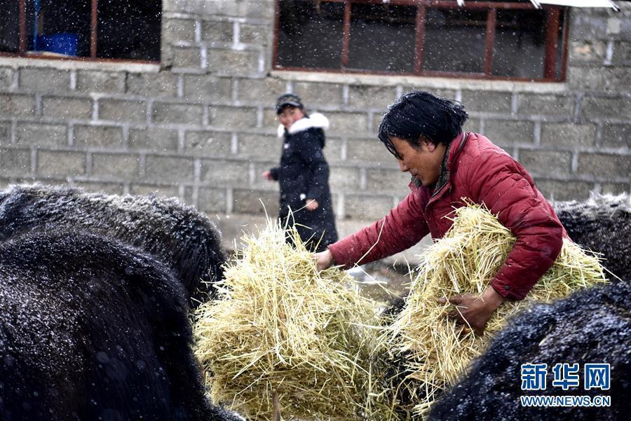 (新華全媒頭條·圖文互動)(6)風雪中傳遞溫暖的力量——記青海干部群眾抗擊玉樹雪災(zāi)