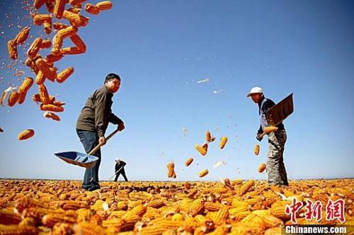 資料圖。農(nóng)民揮動鐵锨晾曬玉米，使得滿地盡帶&ldquo;黃金甲&rdquo;，成為一道靚麗的風景線。趙琳 攝