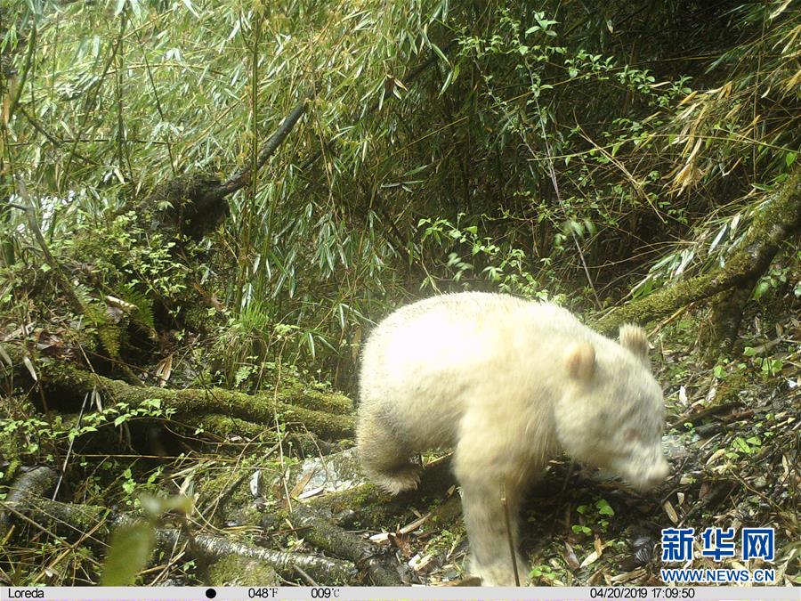 (圖文互動(dòng))四川臥龍拍攝到首張白色大熊貓照片
