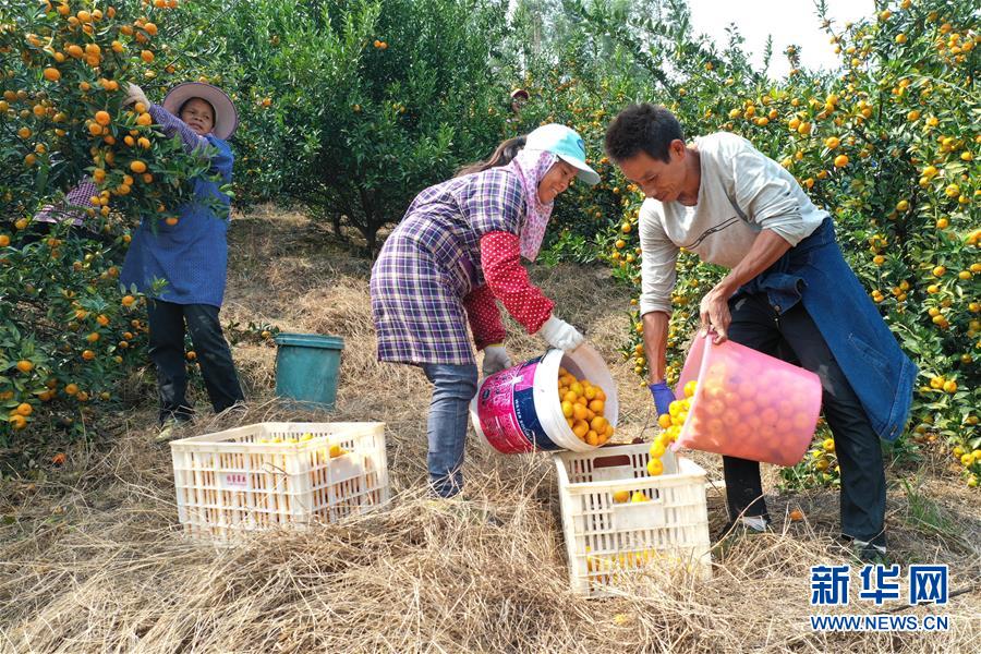 （脫貧攻堅&middot;圖文互動）（1）&ldquo;豐收圖&rdquo;里述脫貧