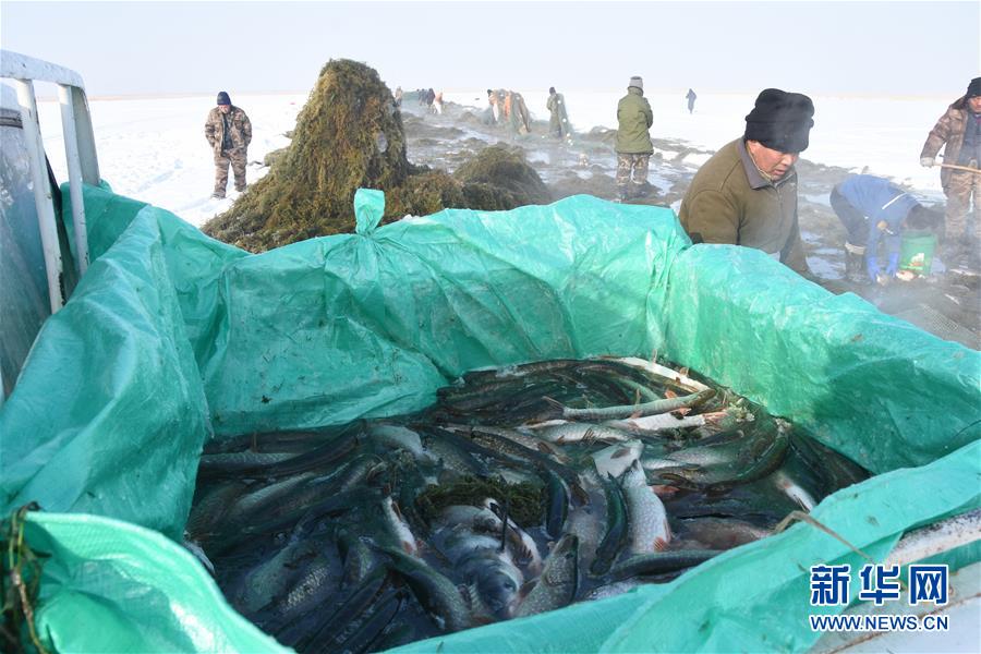 （新春走基層&middot;圖文互動）（2）&ldquo;干活的人不會冷&rdquo;&mdash;&mdash;直擊新疆吉力湖冬捕現(xiàn)場