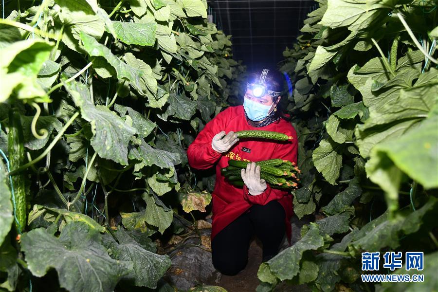 (聚焦疫情防控·圖文互動)(1)蔬菜產(chǎn)地供應充足 菜價在合理區(qū)間——來自蔬菜生產(chǎn)大省山東的一線調(diào)查報告