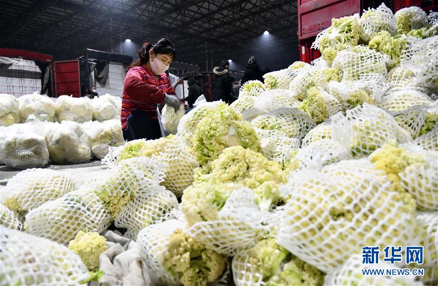 (聚焦疫情防控·圖文互動)(3)蔬菜產(chǎn)地供應充足 菜價在合理區(qū)間——來自蔬菜生產(chǎn)大省山東的一線調(diào)查報告