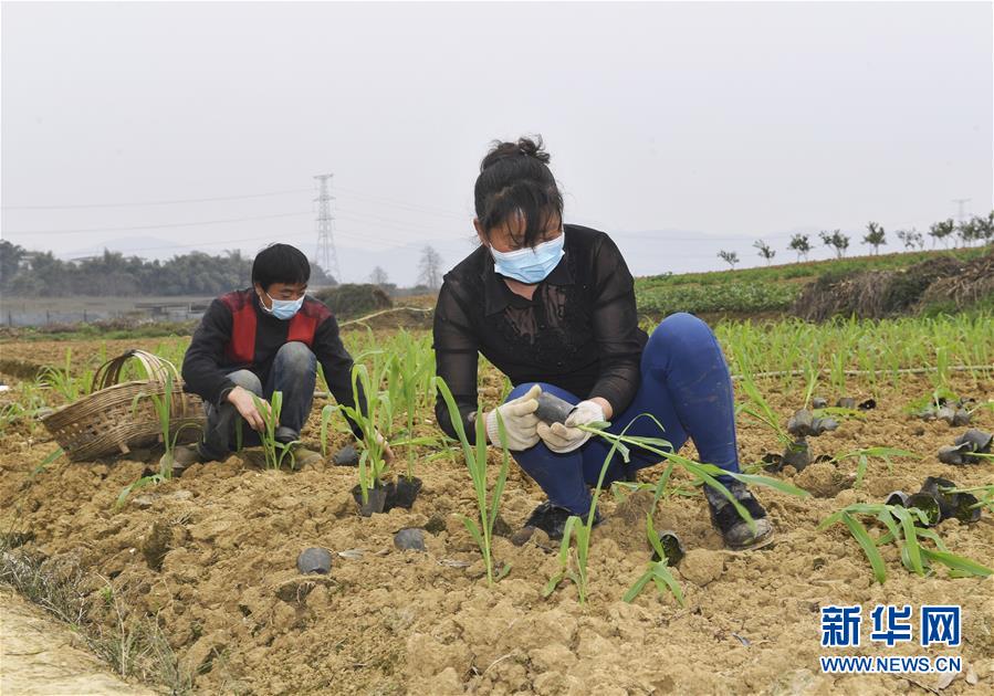 (在習(xí)近平新時(shí)代中國特色社會(huì)主義思想指引下——新時(shí)代新作為新篇章·習(xí)近平總書記關(guān)切事·圖文互動(dòng))(5)為農(nóng)田注入硬核生產(chǎn)力——一些地方春耕中農(nóng)業(yè)科技創(chuàng)新掃描