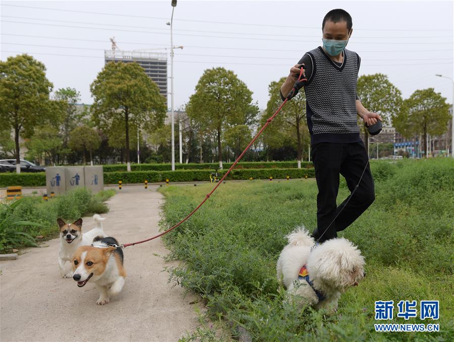 （聚焦疫情防控）（3）武漢：動物醫(yī)院里的臨時&ldquo;奶爸&rdquo;