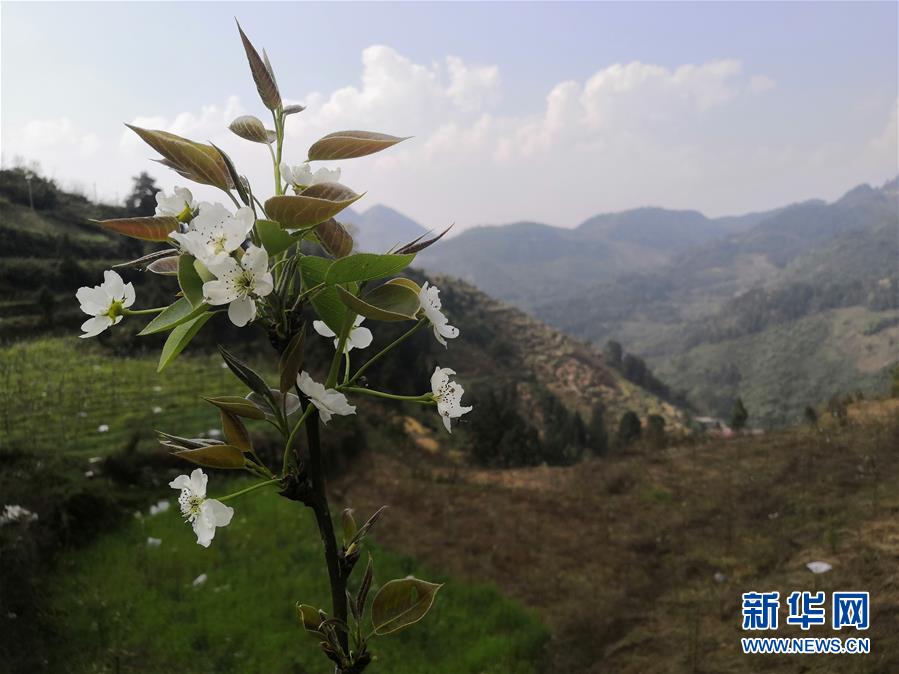 （決戰(zhàn)決勝脫貧攻堅(jiān)&middot;圖文互動(dòng)）（1）寄相思，償夙愿&mdash;&mdash;5封清明&ldquo;家書&rdquo;里的決戰(zhàn)決勝信念