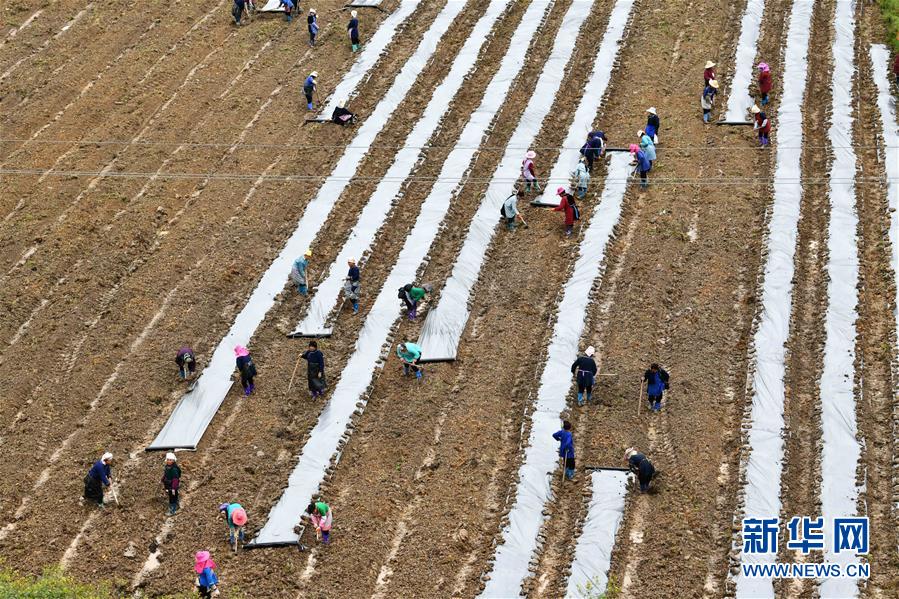 （決戰(zhàn)決勝脫貧攻堅(jiān)&middot;圖文互動(dòng)）（4）貴州黔東南：搶抓壩區(qū)春耕 決勝脫貧攻堅(jiān)