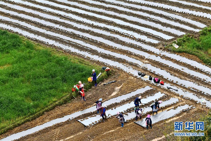 （決戰(zhàn)決勝脫貧攻堅(jiān)&middot;圖文互動(dòng)）（5）貴州黔東南：搶抓壩區(qū)春耕 決勝脫貧攻堅(jiān)