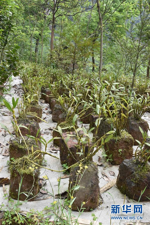 （決戰(zhàn)決勝脫貧攻堅(jiān)&middot;圖文互動(dòng)）（3）這個(gè)脫貧縣的石頭為何比土金貴？