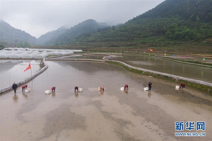 (決戰(zhàn)決勝脫貧攻堅(jiān)·圖文互動)脫貧戰(zhàn)場上的親兄弟