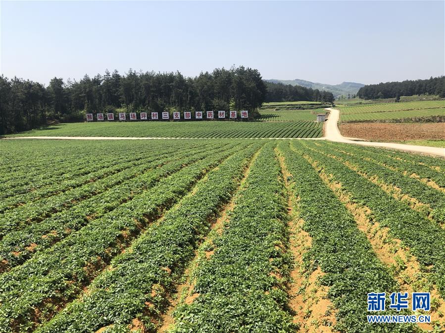 （決戰(zhàn)決勝脫貧攻堅(jiān)&middot;圖文互動(dòng)）（6）田野&ldquo;變奏&rdquo;讓薄土&ldquo;生金&rdquo;&mdash;&mdash;貴州農(nóng)村產(chǎn)業(yè)革命助推脫貧攻堅(jiān)見(jiàn)聞