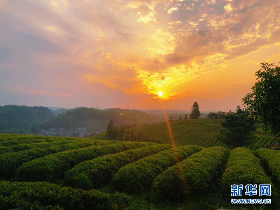 （決戰(zhàn)決勝脫貧攻堅(jiān)&middot;圖文互動(dòng)）（8）田野&ldquo;變奏&rdquo;讓薄土&ldquo;生金&rdquo;&mdash;&mdash;貴州農(nóng)村產(chǎn)業(yè)革命助推脫貧攻堅(jiān)見(jiàn)聞