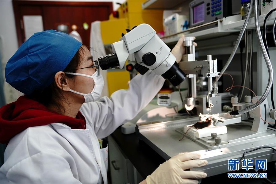 （圖文互動）（2）攻擊行為如何被大腦控制？科學(xué)家在小鼠大腦中發(fā)現(xiàn)&ldquo;調(diào)節(jié)開關(guān)&rdquo;