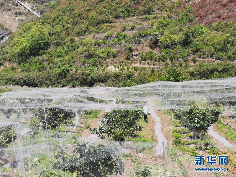 （決戰(zhàn)決勝脫貧攻堅&middot;圖文互動）（4）野奶角又見春天