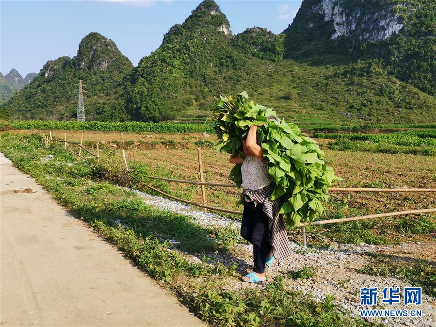 （決戰(zhàn)決勝脫貧攻堅(jiān)&middot;圖文互動(dòng)）桑蠶織出&ldquo;致富網(wǎng)&rdquo;&mdash;&mdash;桂西邊境山村走訪見聞
