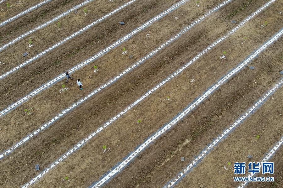 (代表委員履職)(6)全國(guó)人大代表王萌萌:產(chǎn)業(yè)興旺讓鄉(xiāng)村振興更有底氣